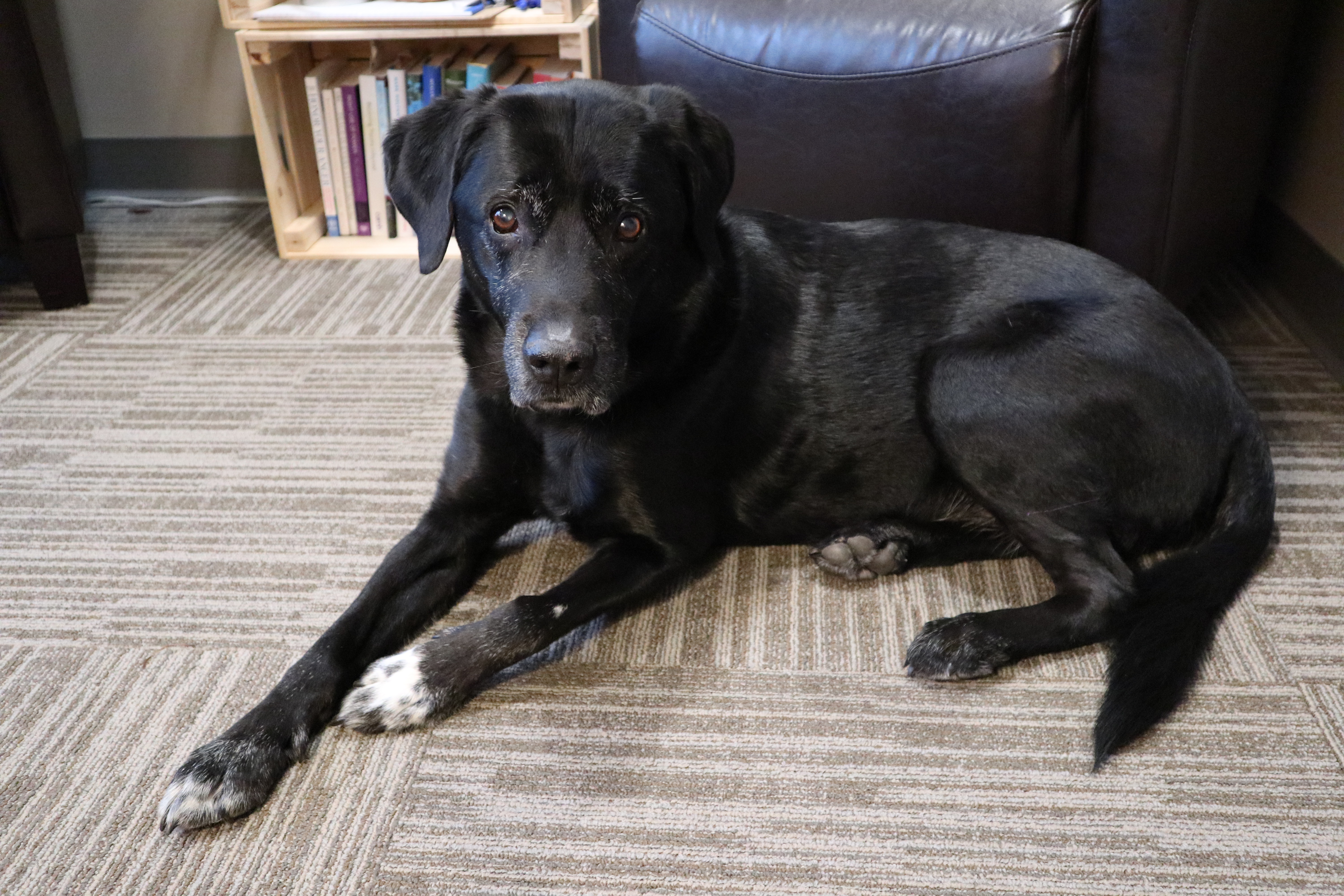 A photo of the Sexual Assault Centre of Edmonton's therapy dog, Nanuq, a gentle black labrador